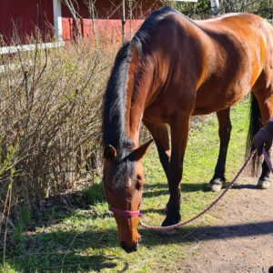 Zorka "Jade", s.2005. Tamma.