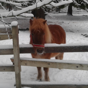 Prinssi s. 2003. Ruuna