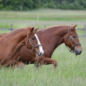 Metsäkylän Vinski "Vinski", s.2009. Ruuna