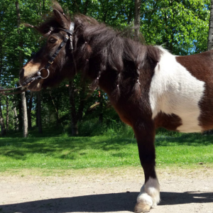 Metsäkylän Spotty Devil "Waltsu", s.1999. Ruuna.